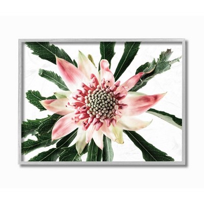 Stupell Industries Bright Close Up Flower Anther Pink White Photograph