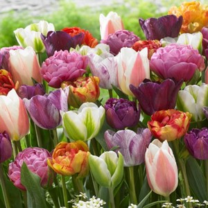 Van Zyverden 25ct Bulbs Tulips Extended Bloom Paradise Mixture - 1 of 4