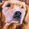 Collections Etc Dog Breed Fleece Throw - 3 of 3