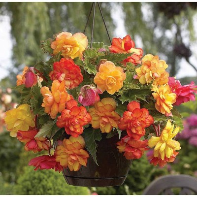 Van Zyverden Set of 5 Hanging Basket Begonias Balcony Bulbs Golden