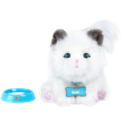 Live pet shop cat toy