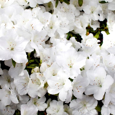 Encore Azalea Autumn 'Angel' 3gal U.S.D.A. Hardiness Zones 7-10 - 1pc - National Plant Network