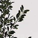 ivory knotty gray oak