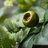 Sullivans Artificial Israeli Ruscus Stem 18.5"H Green - 2 of 3