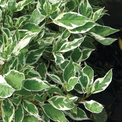 Van Zyverden 4" Cornus Halo Potted Rocketliners Ivory