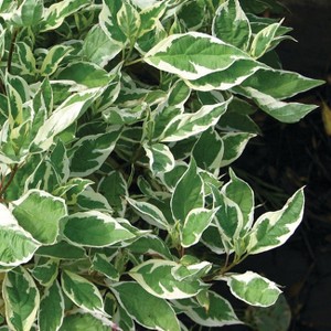 Van Zyverden 4" Cornus Halo Potted Rocketliners Ivory - 1 of 4