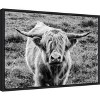 Amanti Art Highland Cow Staring Contest by Nathan Larson Canvas Wall Art Print Framed 23 x 16-in. - 3 of 4