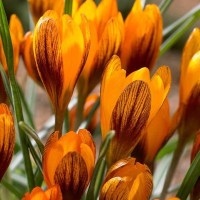 25ct Crocus Orange Monarch Bulbs - Van Zyverden