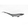Collectible Wildlife Gifts | Sturgeon, Fish, Prehistoric, Very Realistic Rubber Reproduction, Hand Painted,    6"     CH024 BB72 - 3 of 4
