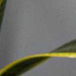 beige, charcoal, gray, tan, navy