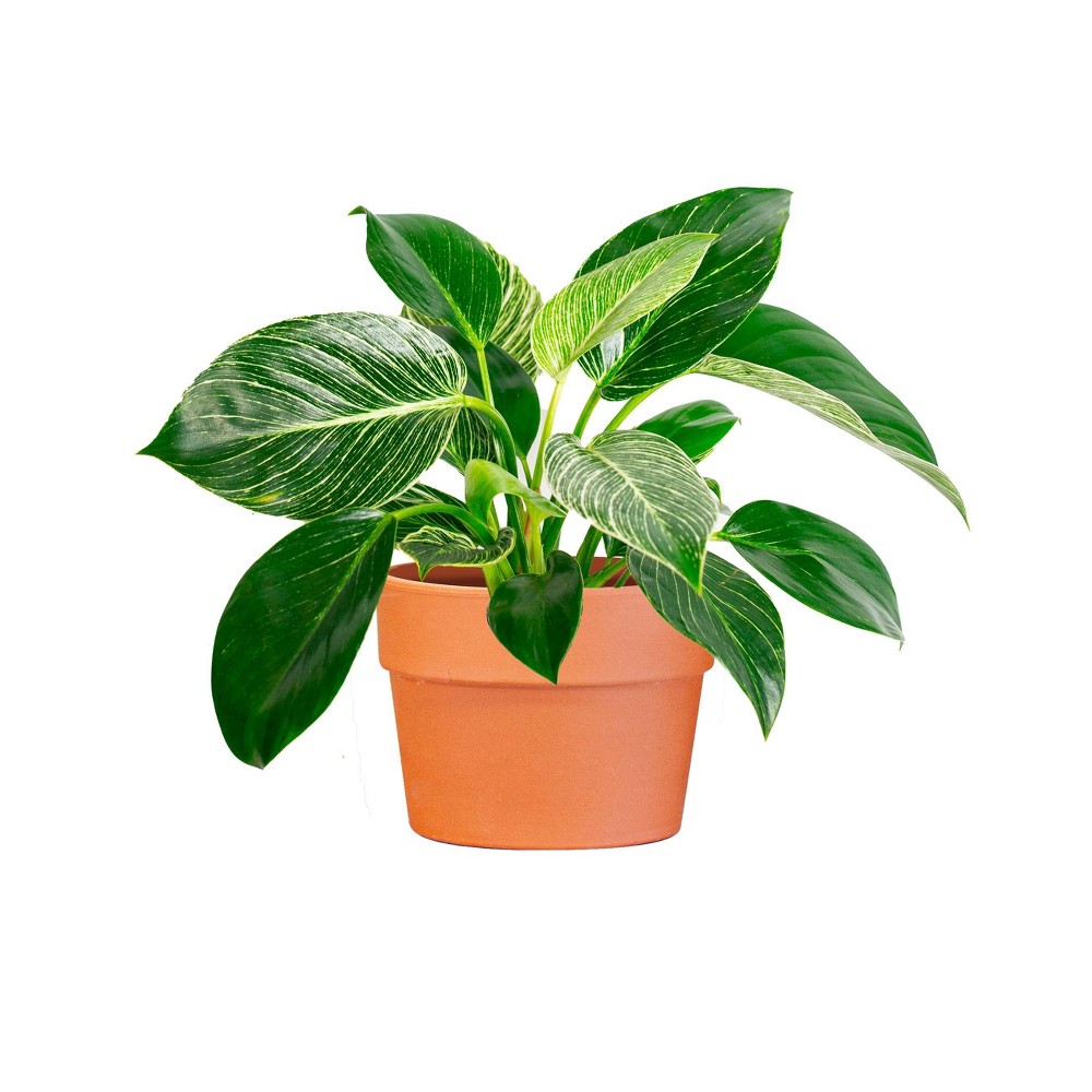 Live 6 Philodendron Birkin Houseplant in Classic Terracotta Planter