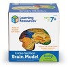 Learning Resources Cross-Section Brain Model, 5" Long, Ages 7+ - image 2 of 4