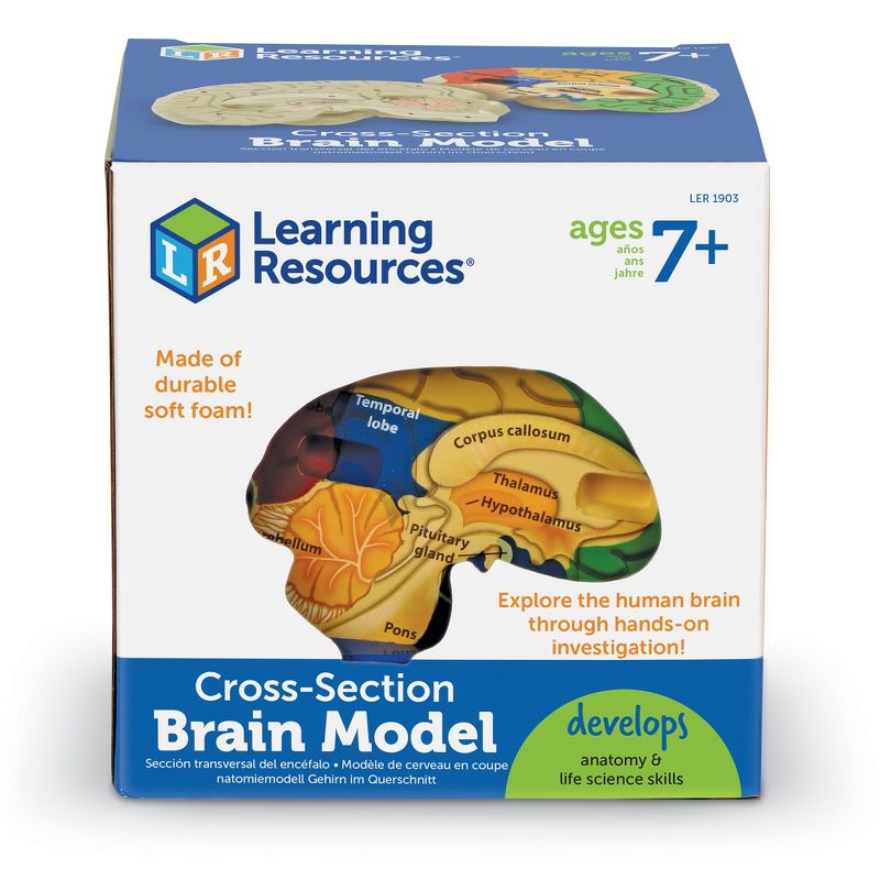 Learning Resources Cross-Section Brain Model, 5" Long, Ages 7+, 2 of 7