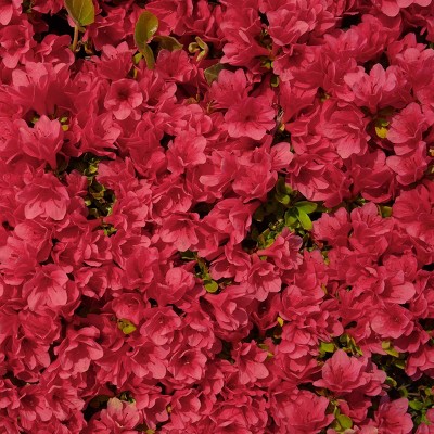 1gal Encore Ruby Azalea Plant with Red Blooms - National Plant Network