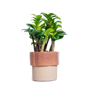 Live 4" Zenzi ZZ Potted Houseplant - 1 of 3