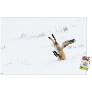 Trends International The Comedy Wildlife Photography Awards: Angela Bohlke - Diving Fox Unframed Wall Poster Prints - 1 of 4