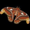 Girl's Design By Humans Atlas Moth By myartlovepassion T-Shirt - 2 of 3