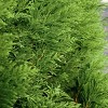 Arborvitae 'green Giant' U.s.d.a. Hardiness Zones 5-8 Cottage Hill : Target