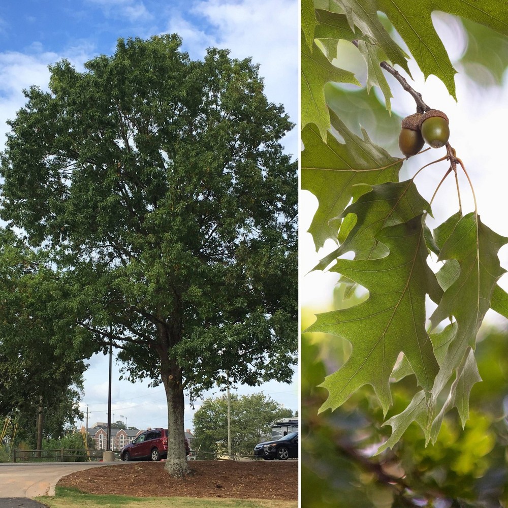 Photos - Garden & Outdoor Decoration 2.25gal Nutall Oak Tree - National Plant Network