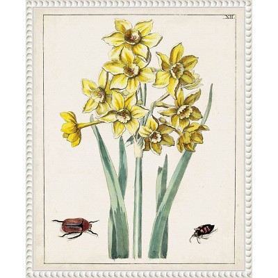 Dutch Florals III Yellow Daffodils Canvas Print with White Frame