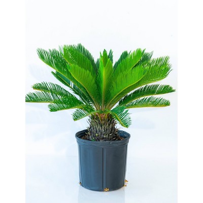 10" King Sago Palm Plant - National Plant Network