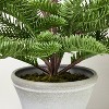 Potted Spruce Artificial Tree - Hearth & Hand™ with Magnolia - 3 of 4