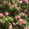 National Plant Network Live Indoor/Outdoor Camellia Japonica Plant with Pink Blooms - 1ct 2.5qt - 4 of 4