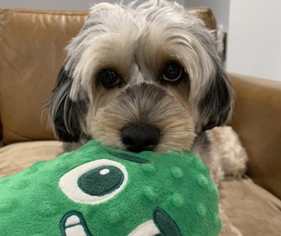 Bark Big Dill Bill Dog Toy Green Target