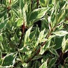 Van Zyverden 4" Cornus Halo Potted Rocketliners Ivory - 2 of 4