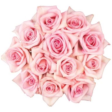 Mother's Day Roses Pink - Good Little Garden™