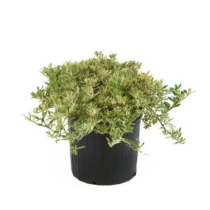 2.25gal Variegated Radicans Gardenia Plant White Blooms - National Plant Network: Fragrant Perennial, Full Sun - 1 of 3