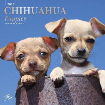 Chihuahuas 2021 Wall Calendar 2021 BrownTrout