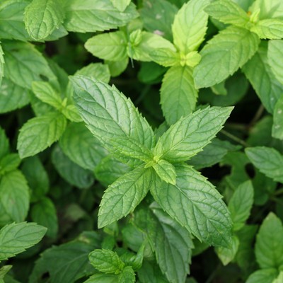 Burpee Herb 'Peppermint' 1pc Seasonal Grown In All U.S.D.A. Hardiness Zones National Plant Network 4"