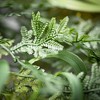 Sullivans Draping Fern Wreath - 2 of 3