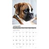 Willow Creek Press 2026 Boxer Puppies Wall Calendar - 3 of 4