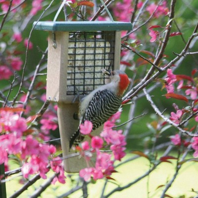 Taupe and Brown Recycled Plastic Hanging Suet Bird Feeder