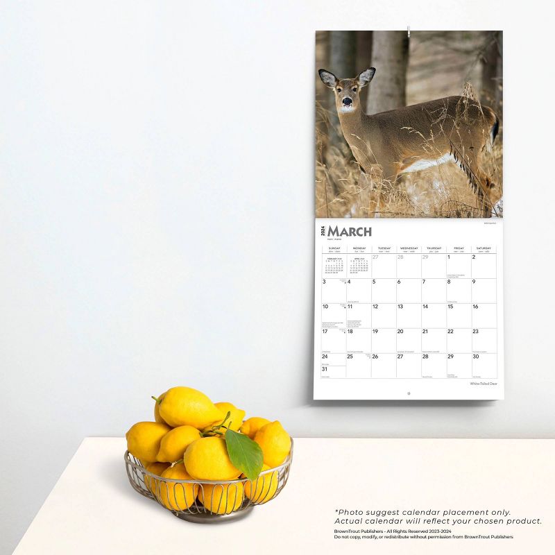 Browntrout 2024 Wall Calendar 12&#34;x12&#34; White Tailed Deer, 4 of 5