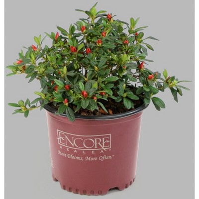 Encore 1pc Azalea Autumn Carnation - National Plant Network