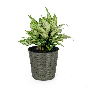 NAYSAYE 10.2 Inch Self Watering Wicker Round Planter for Indoor and Outdoor Garden and Home Decor, Gray, 10.2"*10.2"*9.4" - 1 of 4