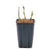 Van Zyverden 36" Bloomin' Easy Hydrangea Kimono 4" Potted Rocketliners Pink and Red Hydrangea - 4 of 4