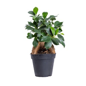 Live 4" Ficus Ginseng Potted Houseplant - 1 of 3