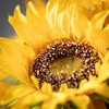 Sullivans Artificial 19" Sunflower Bush, Yellow - 2 of 2