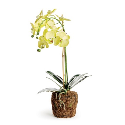 Plum & Post Phalaenopsis Orchid Artificial Plant Drop-In - image 1 of 4