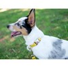 Country Brook Petz Premium Nylon Dog Collar with Metal Buckle for Small Medium Large Breeds - Vibrant 30+ Color Selection - 3 of 4