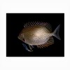 Trademark Fine Art - Ilan Ben Tov Cleaning Station Matted Framed Art - 3 of 4