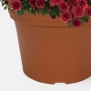 12" Garden Mum Bi-Color Plant - Good Little Garden™ - 3 of 4