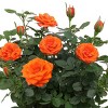 4" Mini Roses Orange - Good Little Garden™ - 2 of 3