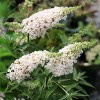 National Plant Network Outdoor Live 4" Buddleia Triple Treat Butterfly Bush Plants - 3ct - 3 of 4