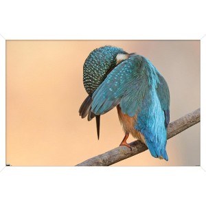 Trends International The Comedy Wildlife Photography Awards: Antonio Medina - Ashamed Framed Wall Poster Prints - 1 of 4