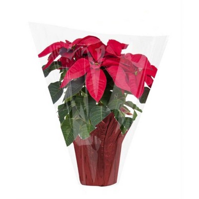 6.5" Red Holiday Poinsettia Plant - Spritz™